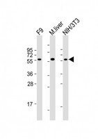 FOXH1 Antibody - All lanes: Anti-Foxh1 Antibody (C-term) at 1:2000 dilution. Lane 1: F9 whole cell lysates. Lane 2: mouse liver lysates. Lane 3: NIH/3T3 whole cell lysates Lysates/proteins at 20 ug per lane. Secondary Goat Anti-Rabbit IgG, (H+L), Peroxidase conjugated at 1:10000 dilution. Predicted band size: 44 kDa. Blocking/Dilution buffer: 5% NFDM/TBST.