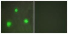 FOXH1 Antibody - Peptide - + Immunofluorescence analysis of A549 cells, using FOXH1 antibody.