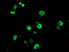 FOXI1 Antibody - Anti-FOXI1 mouse monoclonal antibody immunofluorescent staining of COS7 cells transiently transfected by pCMV6-ENTRY FOXI1.