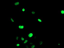 FOXI1 Antibody - Anti-FOXI1 mouse monoclonal antibody immunofluorescent staining of COS7 cells transiently transfected by pCMV6-ENTRY FOXI1.