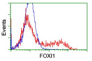 FOXI1 Antibody - HEK293T cells transfected with either overexpress plasmid (Red) or empty vector control plasmid (Blue) were immunostained by anti-FOXI1 antibody, and then analyzed by flow cytometry.
