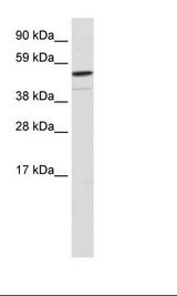 FOXI1 Antibody - Fetal Kidney Lysate.  This image was taken for the unconjugated form of this product. Other forms have not been tested.