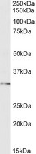 FOXI1 Antibody - FOXI1 / FKHL10 antibody (1µg/ml) staining of Human Testes lysate (35µg protein in RIPA buffer). Detected by chemiluminescence.