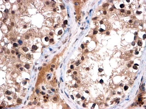 FOXI1 Antibody - FOXI1 / FKHL10 Antibody (2µg/ml) staining of paraffin embedded Human Testis. Steamed antigen retrieval with citrate buffer pH 6, HRP-staining. This data is from a previous batch, not on sale.