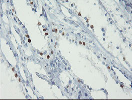FOXI1 Antibody - IHC of paraffin-embedded Human Kidney tissue using anti-FOXI1 mouse monoclonal antibody.