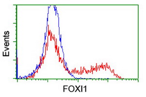FOXI1 Antibody - HEK293T cells transfected with either overexpress plasmid (Red) or empty vector control plasmid (Blue) were immunostained by anti-FOXI1 antibody, and then analyzed by flow cytometry.