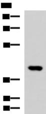 FOXI1 Antibody - Western blot analysis of Human heart tissue lysate  using FOXI1 Polyclonal Antibody at dilution of 1:800