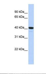 FOXI1 Antibody - Fetal brain lysate. Antibody concentration: 1.0 ug/ml. Gel concentration: 12%.  This image was taken for the unconjugated form of this product. Other forms have not been tested.