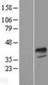 FOXI1 Protein - Western validation with an anti-DDK antibody * L: Control HEK293 lysate R: Over-expression lysate
