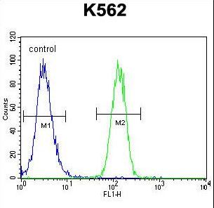 FOXI3 Antibody - FOXI3 Antibody flow cytometry of K562 cells (right histogram) compared to a negative control cell (left histogram). FITC-conjugated goat-anti-rabbit secondary antibodies were used for the analysis.