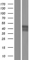 FOXI3 Protein - Western validation with an anti-DDK antibody * L: Control HEK293 lysate R: Over-expression lysate