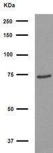FOXJ3 Antibody - Western blot analysis of FOXJ3 antibody expression in HepG2 cells lysates.