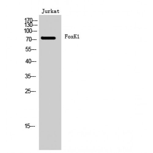 FOXK1 / MNF Antibody - Western blot of FoxK1 antibody
