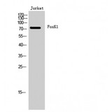 FOXK1 / MNF Antibody - Western blot of FoxK1 antibody