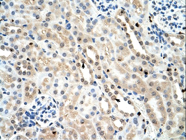 FOXK1 / MNF Antibody - Mouse Kidney.  This image was taken for the unconjugated form of this product. Other forms have not been tested.