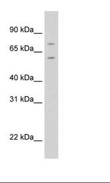 FOXK1 / MNF Antibody - NIH 3T3 Cell Lysate.  This image was taken for the unconjugated form of this product. Other forms have not been tested.