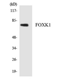 FOXK1 / MNF Antibody - Western blot analysis of the lysates from K562 cells using FOXK1 antibody.