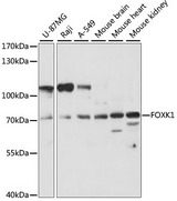 FOXK1 / MNF Antibody - Western blot analysis of extracts of various cell lines, using FOXK1 antibody at 1:1000 dilution. The secondary antibody used was an HRP Goat Anti-Rabbit IgG (H+L) at 1:10000 dilution. Lysates were loaded 25ug per lane and 3% nonfat dry milk in TBST was used for blocking. An ECL Kit was used for detection and the exposure time was 90S.