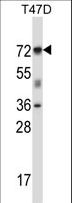 FOXK2 / ILF Antibody - FOXK2 Antibody western blot of T47D cell line lysates (35 ug/lane). The FOXK2 antibody detected the FOXK2 protein (arrow).