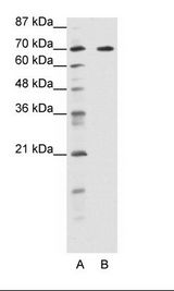 FOXK2 / ILF Antibody - A: Marker, B: HepG2 Cell Lysate.  This image was taken for the unconjugated form of this product. Other forms have not been tested.