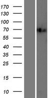 FOXK2 / ILF Protein - Western validation with an anti-DDK antibody * L: Control HEK293 lysate R: Over-expression lysate