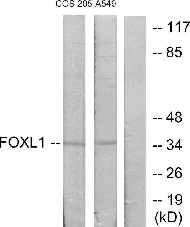 FOXL1 Antibody - Western blot analysis of lysates from COS7 and A549 cells, using FOXL1 Antibody. The lane on the right is blocked with the synthesized peptide.