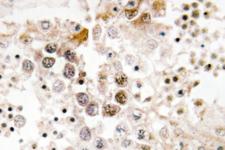FOXL1 Antibody - IHC of FoxL1 (G150) pAb in paraffin-embedded human testis tissue.