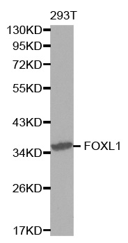 FOXL1 Antibody - Western blot analysis of extracts of 293T cells.