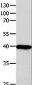 FOXL1 Antibody - Western blot analysis of 293T cell, using FOXL1 Polyclonal Antibody at dilution of 1:850.