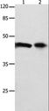 FOXL1 Antibody - Western blot analysis of 293T cell and mouse intestinum tenue tissue, using FOXL1 Polyclonal Antibody at dilution of 1:850.