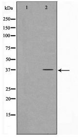 FOXL1 Antibody - Western blot of COS7 cell lysate using FOXL1 Antibody