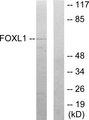 FOXL1 Antibody - Western blot analysis of extracts from COS-7 cells, using FOXL1 antibody.