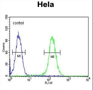 FOXL2 Antibody - FOXL2 Antibody flow cytometry of HeLa cells (right histogram) compared to a negative control cell (left histogram). FITC-conjugated goat-anti-rabbit secondary antibodies were used for the analysis.