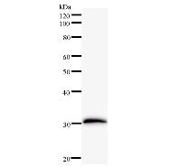 FOXL2 Antibody - Western blot analysis of immunized recombinant protein, using anti-FOXL2 monoclonal antibody.
