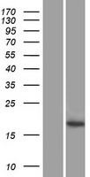 FOXL2NB Protein - Western validation with an anti-DDK antibody * L: Control HEK293 lysate R: Over-expression lysate