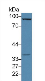 FOXM1 Antibody - Western Blot; Sample: Rat Testis lysate; Primary Ab: 3µg/ml Rabbit Anti-Rat FOXM1 Antibody Second Ab: 0.2µg/mL HRP-Linked Caprine Anti-Rabbit IgG Polyclonal Antibody