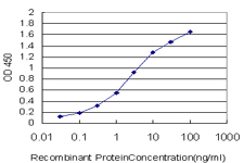 FOXM1 Antibody - Detection limit for recombinant GST tagged FOXM1 is approximately 0.03 ng/ml as a capture antibody.