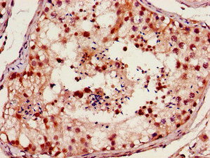 FOXM1 Antibody - Immunohistochemistry image of paraffin-embedded human testis tissue at a dilution of 1:100