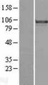 FOXM1 Protein - Western validation with an anti-DDK antibody * L: Control HEK293 lysate R: Over-expression lysate
