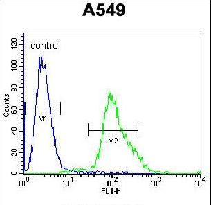 FOXN1 Antibody - FOXN1 Antibody flow cytometry of A549 cells (right histogram) compared to a negative control cell (left histogram). FITC-conjugated goat-anti-rabbit secondary antibodies were used for the analysis.
