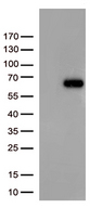 FOXN2 Antibody - HEK293T cells were transfected with the pCMV6-ENTRY control. (Left lane) or pCMV6-ENTRY FOXN2. (Right lane) cDNA for 48 hrs and lysed