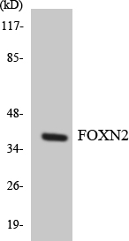 FOXN2 Antibody - Western blot analysis of the lysates from K562 cells using FOXN2 antibody.