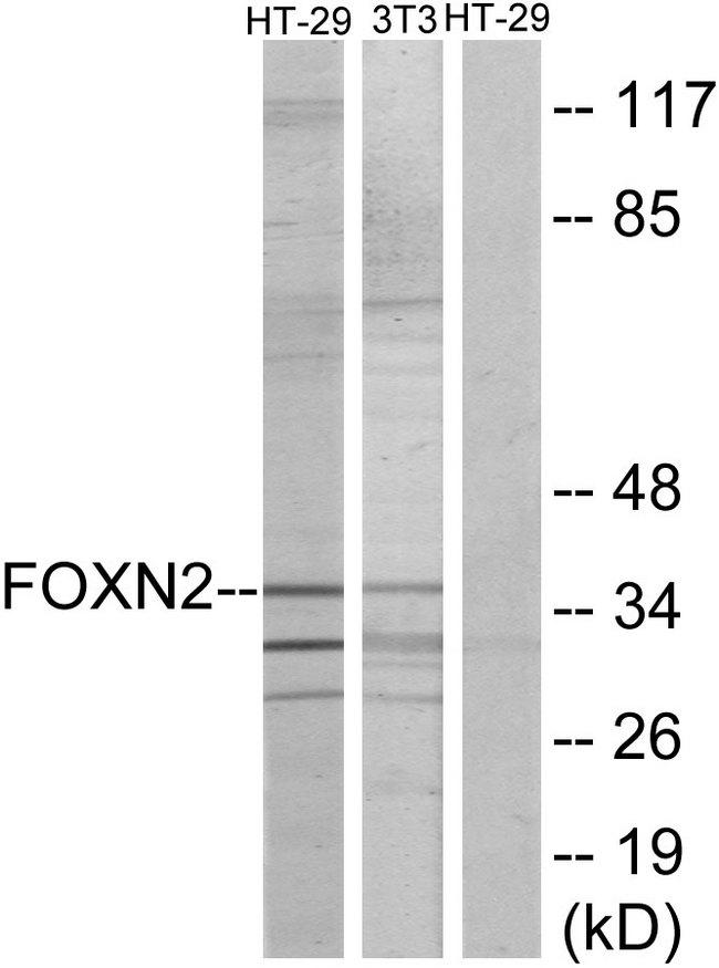 FOXN2 Antibody - Western blot analysis of extracts from HT-2 cells and NIH-3T3 cells, using FOXN2 antibody.