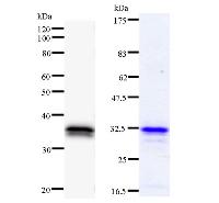 FOXN3 / CHES1 Antibody - Left : Western blot analysis of immunized recombinant protein, using anti-CHES1 monoclonal antibody. Right : CBB staining of immunized recombinant protein.