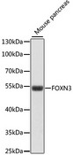 FOXN3 / CHES1 Antibody - Western blot analysis of extracts of mouse pancreas, using FOXN3 antibody at 1:1000 dilution. The secondary antibody used was an HRP Goat Anti-Rabbit IgG (H+L) at 1:10000 dilution. Lysates were loaded 25ug per lane and 3% nonfat dry milk in TBST was used for blocking. An ECL Kit was used for detection and the exposure time was 90s.