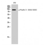 FOXO1+3 Antibody - Western blot of Phospho-FoxO1/3 (S322/S325) antibody