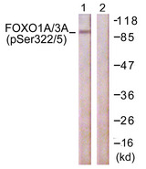 FOXO1+3 Antibody - Western blot analysis of lysates from NIH/3T3 cells treated with Wortmannin 40nM 24h, using FOXO1A/3A (Phospho-Ser322+Ser325) Antibody. The lane on the right is blocked with the phospho peptide.