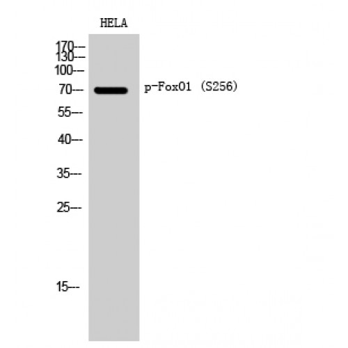 FOXO1 / FKHR Antibody - Western blot of Phospho-FoxO1 (S256) antibody