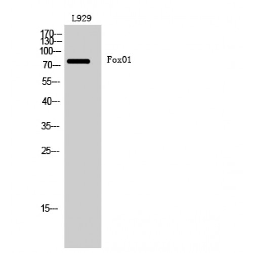 FOXO1 / FKHR Antibody - Western blot of FoxO1 antibody