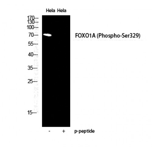 FOXO1 / FKHR Antibody - Western blot of Phospho-FoxO1A (S329) antibody